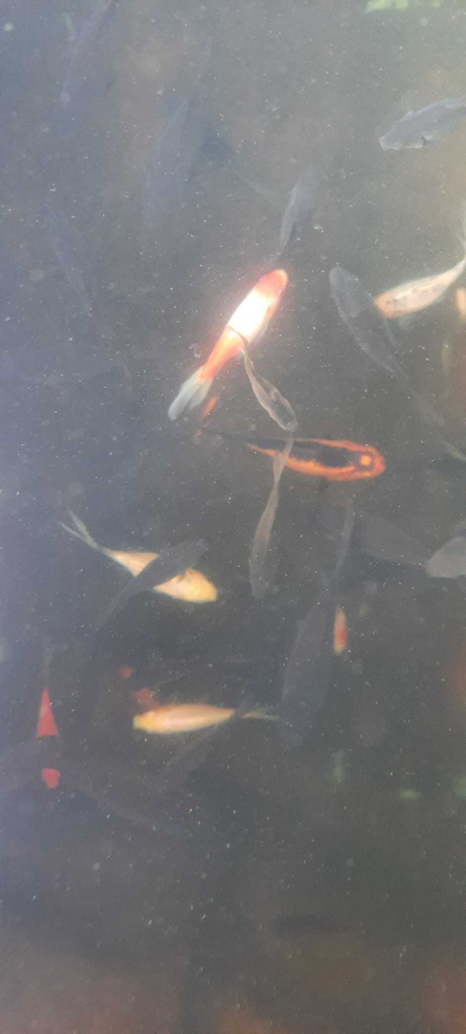 Peixe Kinguio Cometa agua fria