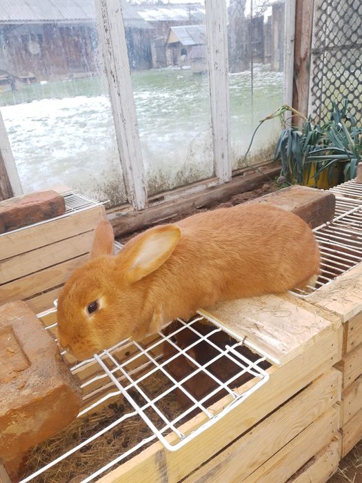 Króliki nowozelandzkie czerwone