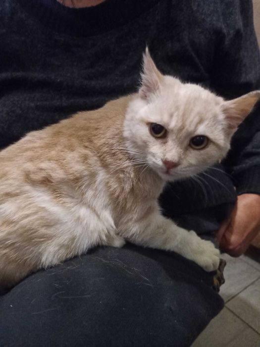 Котенятко хлопчик в добрі руки