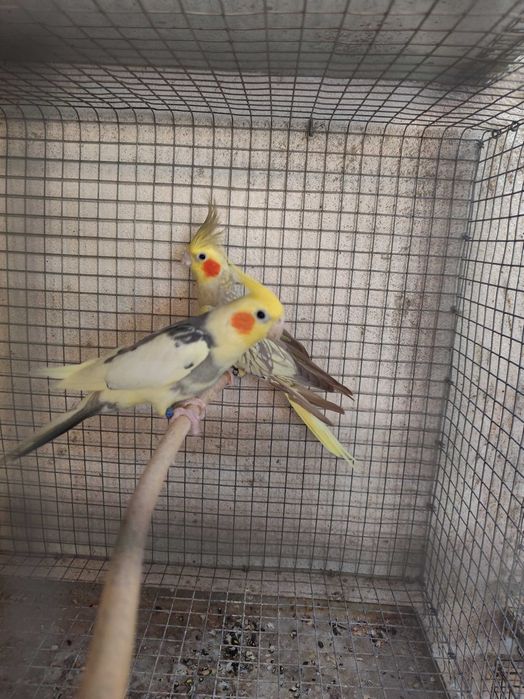 Casais prontos para reprodução .