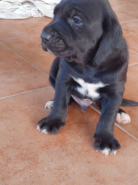 Cão bebe para adopção