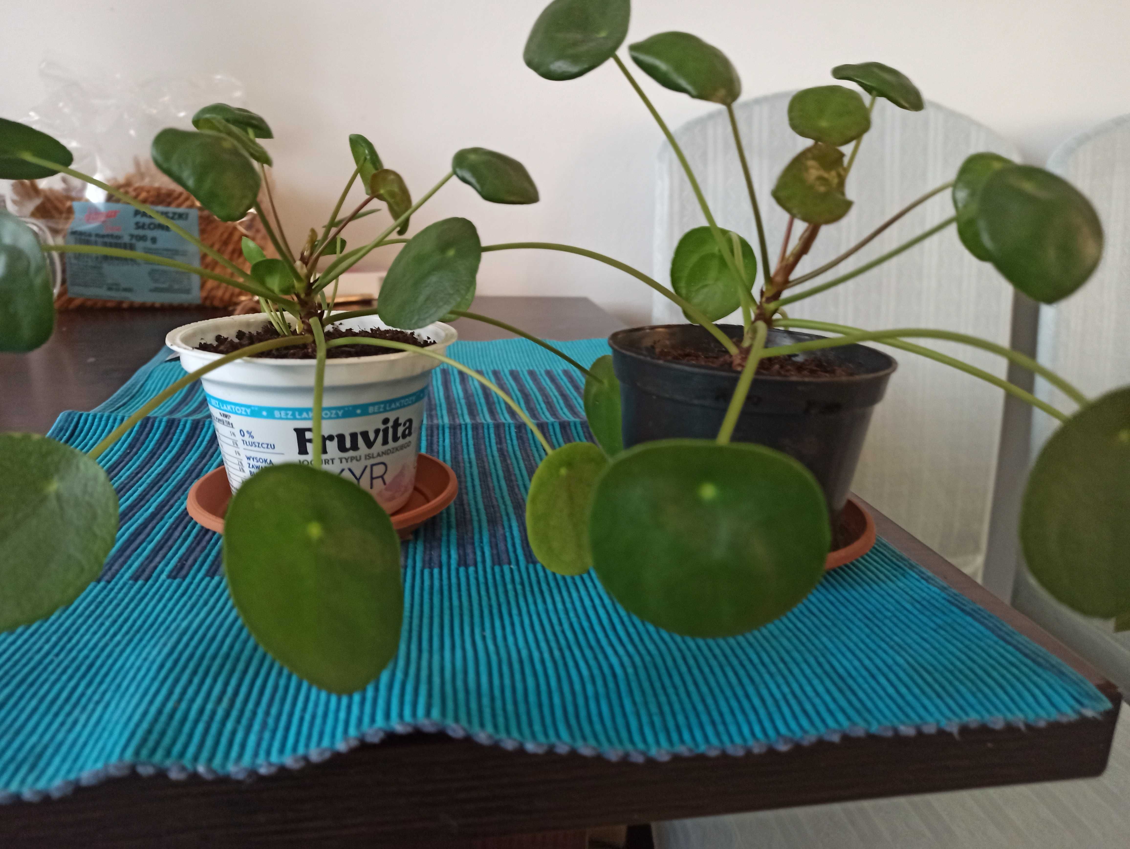 Pilea ,sansewieria, szczawik - kwiaty doniczkowe
