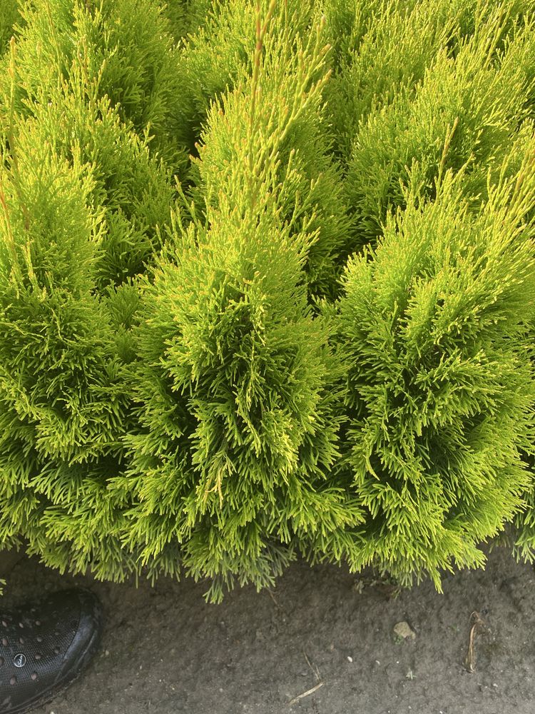 Thuja Smaragd Gold 50-60cm Doniczka 3 l
