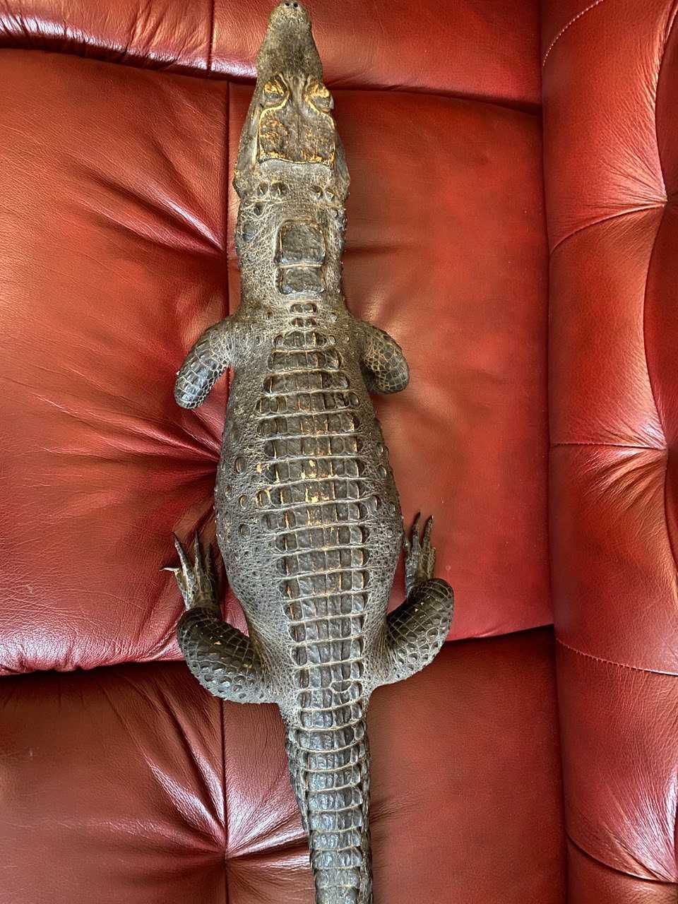 Натуральне чучело крокодила
