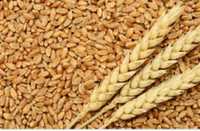 Продам      пшениця