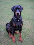 Doberman. Osowa przy Auchan Spacerowa zaginął Doberman