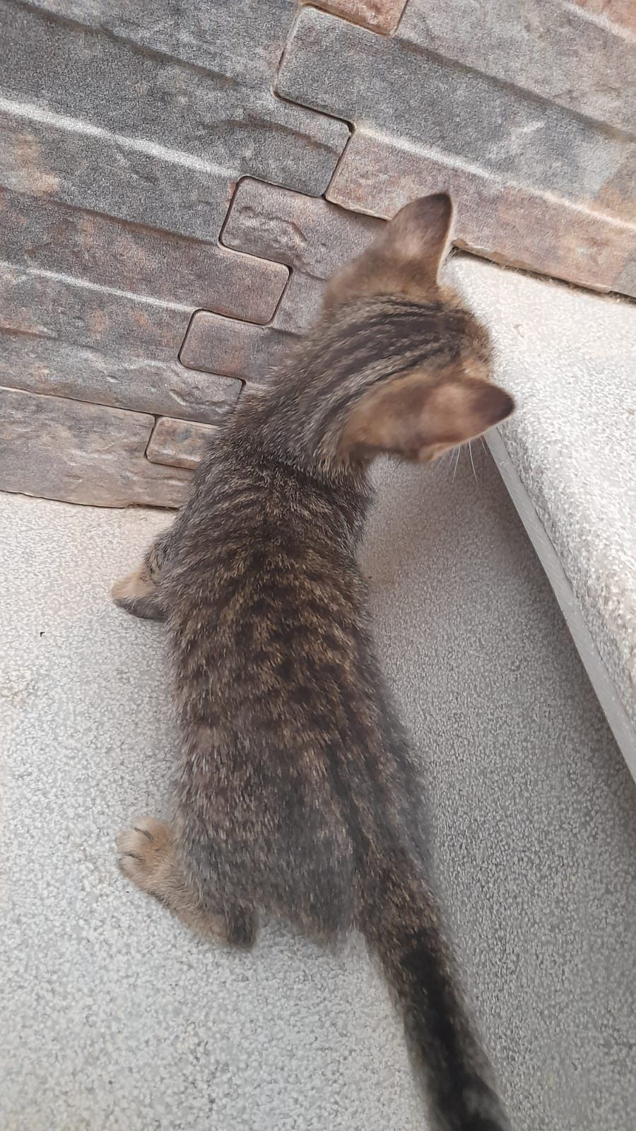 Gatinhas para adoção