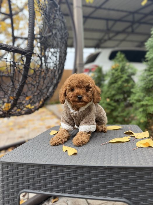 Мальтіпу дівчинки мальтипу