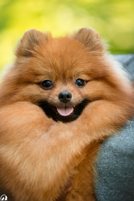 Шикарный , оранж соболь кобель, померанский шпиц , открыт для вязки