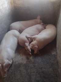 Продам свиней живою вагою 75 грн.