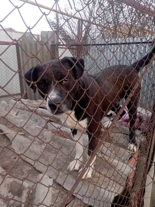 Отдам в хорошие руки, порода Стафф