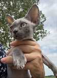 GREY cudowny Niebieski DRX