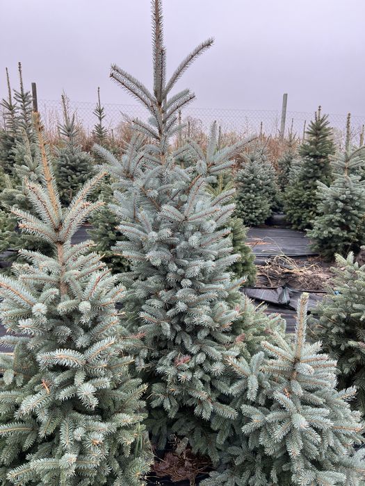 Ялина блакитна Кейбаб в грунті, жива, ялинка Kaibab голуба, елка ель