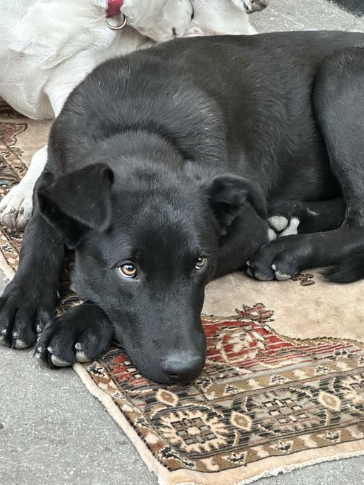 Отдам щенка 6 месяцев