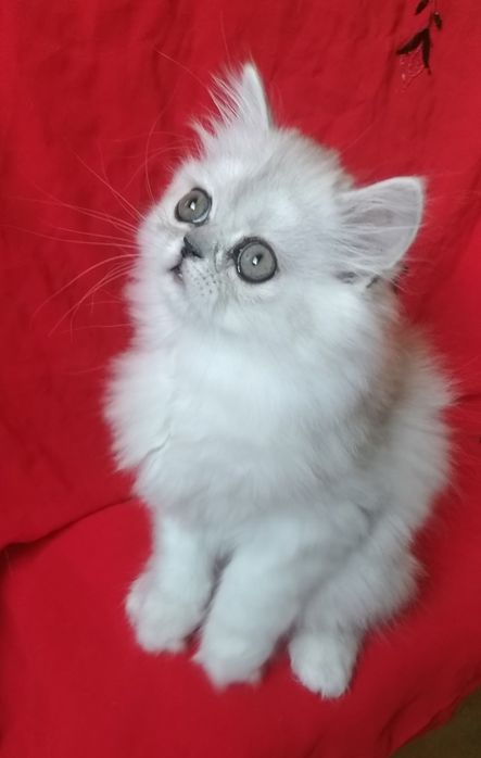 Котёнок серебристая девочка 2 месяца шиншилла хайленд