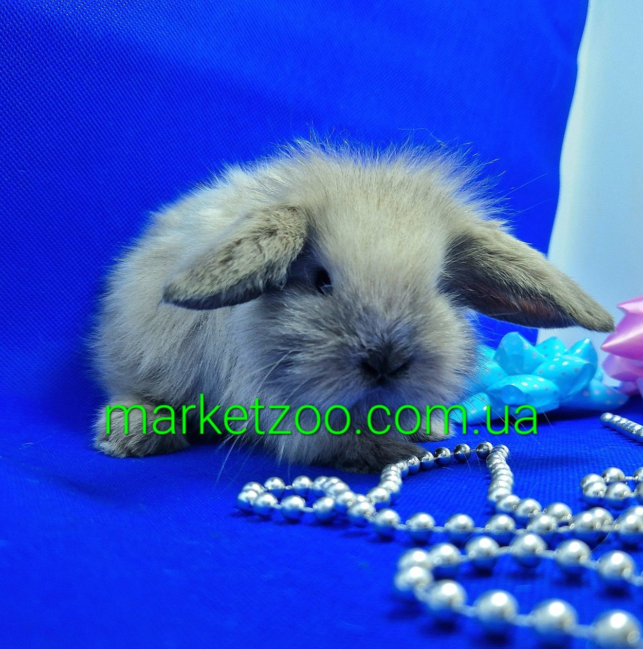 Карликовые кролики,карликовый кролик,вислоухий баранчик mini lop сиамс