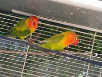 Vendo ou troco casal de agapornis fischers