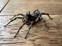 Lycosa singoriensis Tarantula ukraińska młode L1 (nie ptasznik)