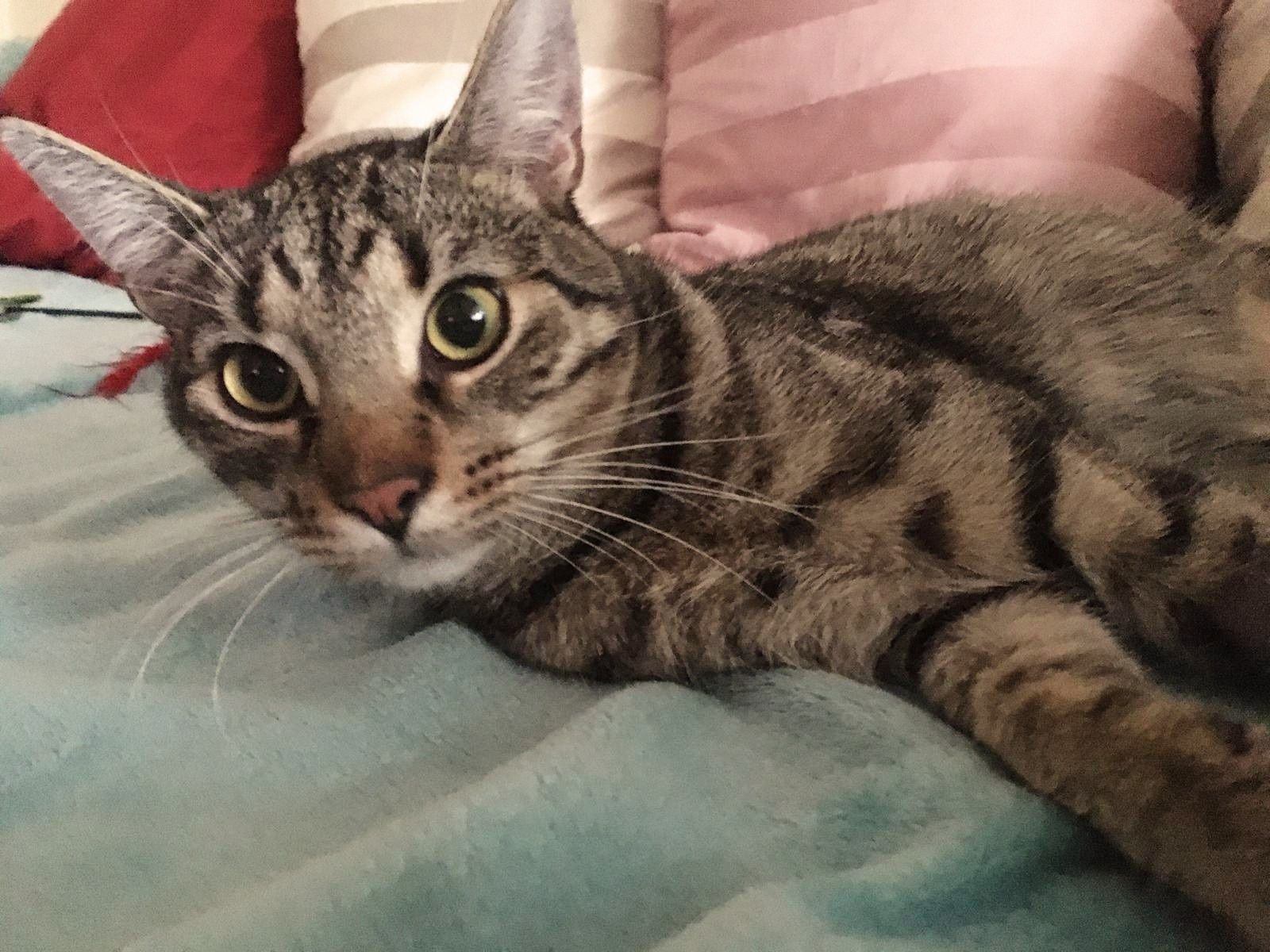 SZAFIREK  do adopcji