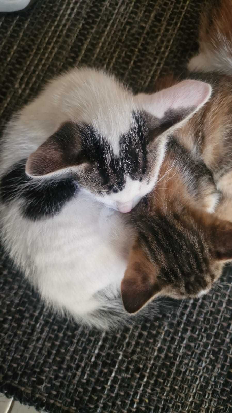 Gatinhos com 6 semanas