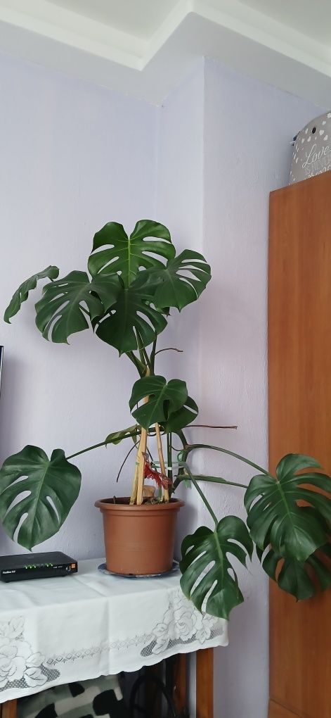 Kwiat doniczkowy Monstera