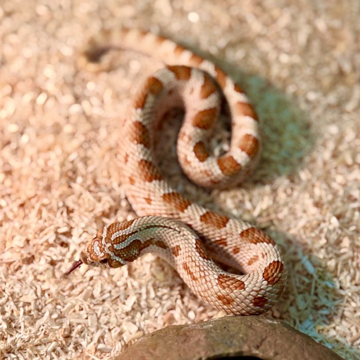 Heterodon zachodni - Superconda toffee belly wąż płaskonosy
