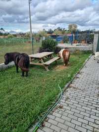 Pónei femia para venda preta