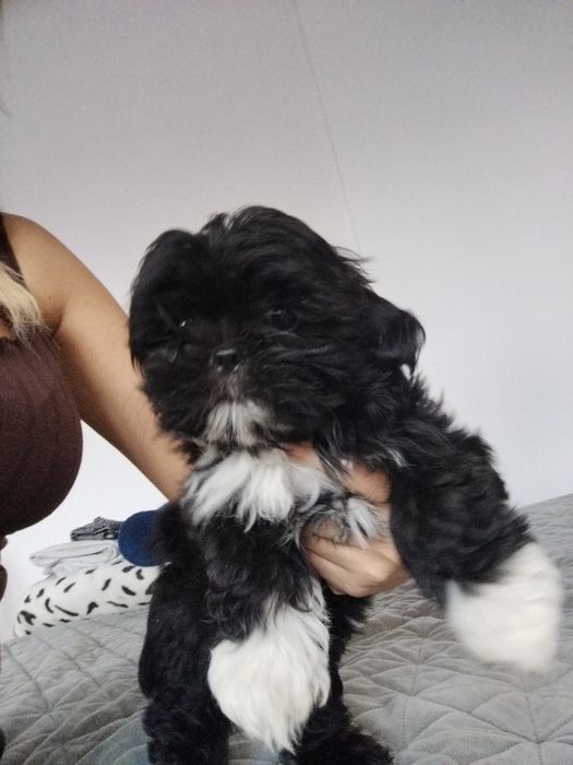 Piesek shih TZU.