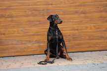 Doberman pies  młody