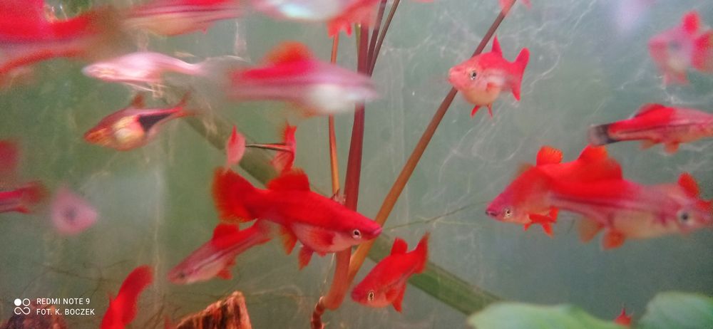 Mieczyki -dojrzała młodzież- sprzedam lub ZAMiENIĘ na rosliny/ ryby