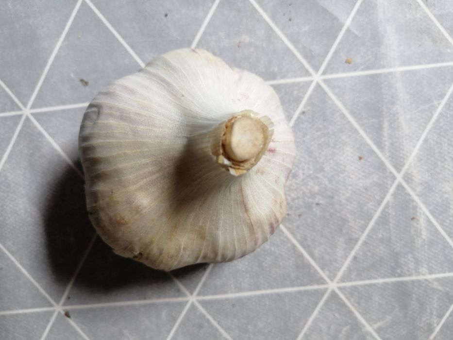 Чеснок Любаша крупный