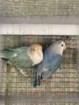 Casal de agapornis