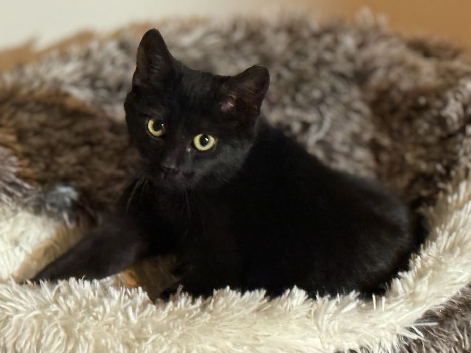 Urszulka pomijana w adopcjach, prosi Cię o szansę