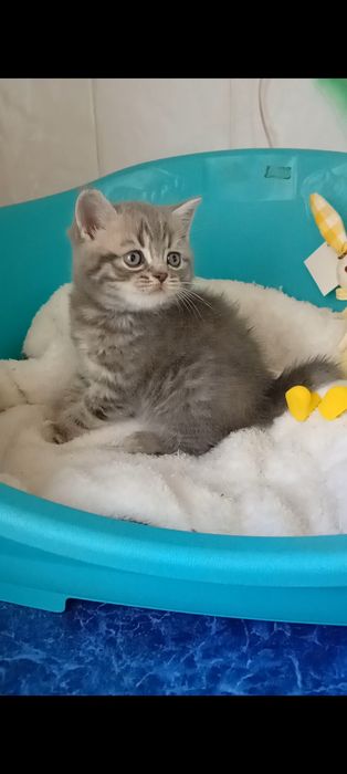 Кошенята шотландські,плюшевий хлопчик