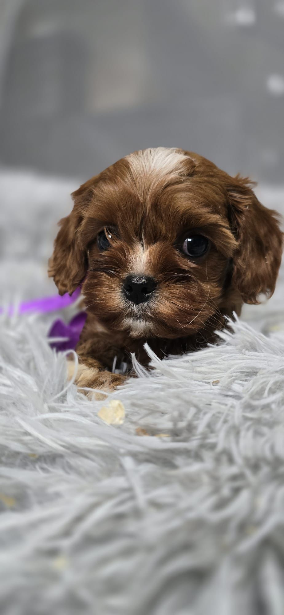 Bardzo ciemna Cavapoo RODOWÓD Badania genetyczne BIOSENSOR szkolenie