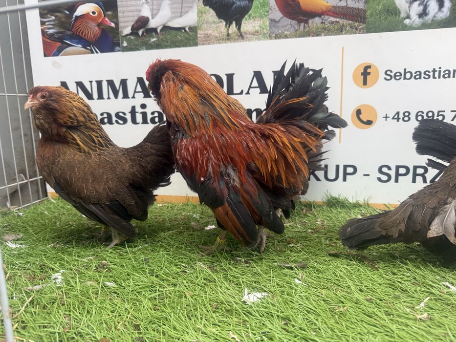 KURY. Brodacz antwerpski.  Brodacze. Możliwy transport