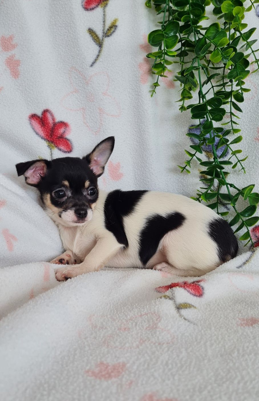 Estupenda bonequinha mini Chihuahua/Chiuaua. LinhagemRussa. Qualidade