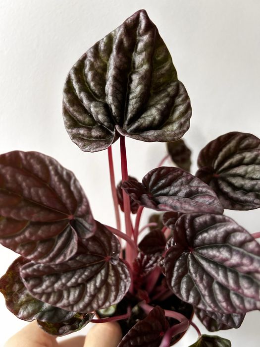 Peperomia Red luna