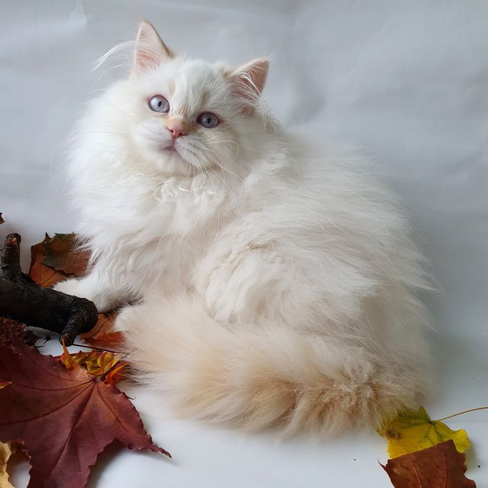 Чудовий котик з блакитними очима. Кращий друг дитині