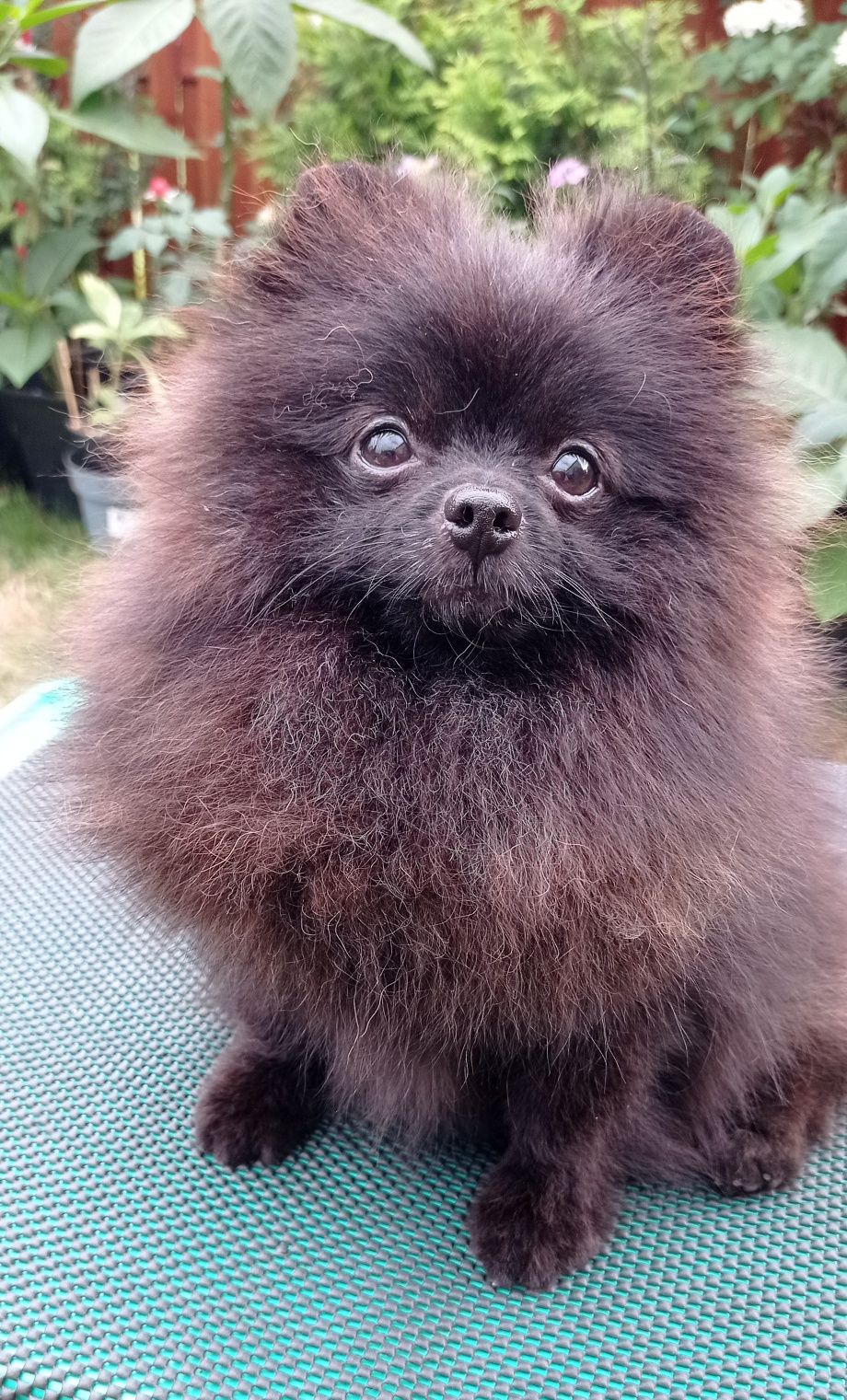 Pomeranian dziewczynka czarna ZKwP FCI