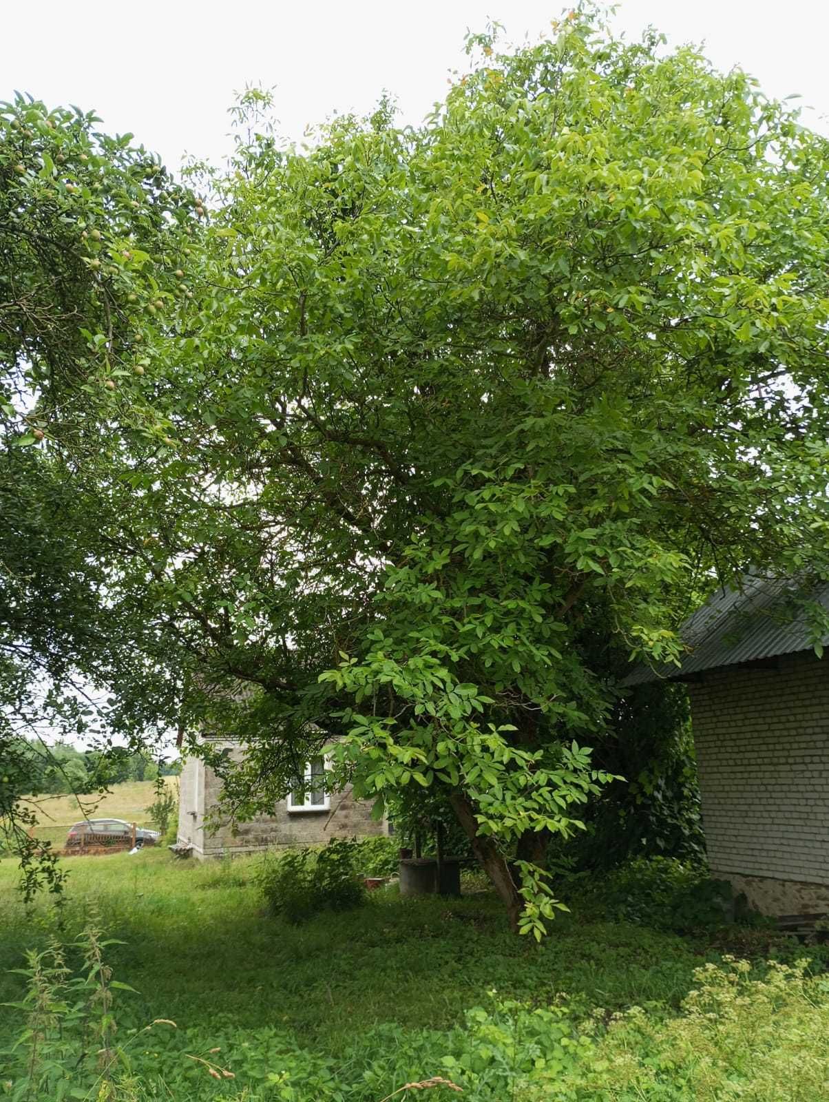 Dom murowany z budynkami gospodarczymi na działce 0,2075 ha