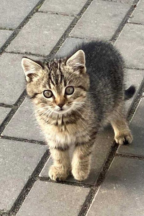 Пухнасті полосаті котенята