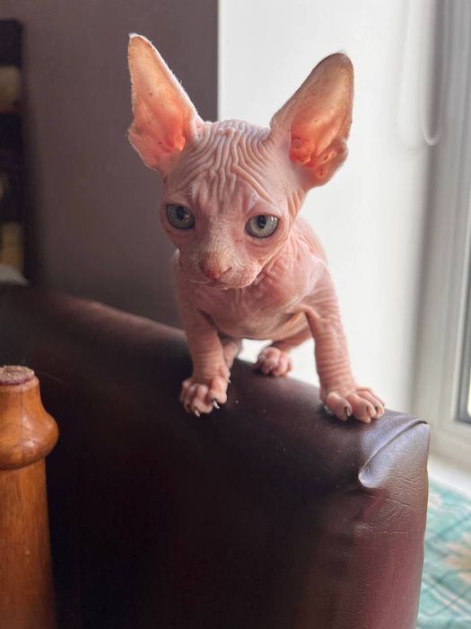 Кошенята канадського сфінкса