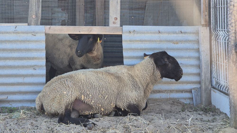 Carneiro Suffolk puro