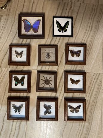 Колекція метеликів в рамках