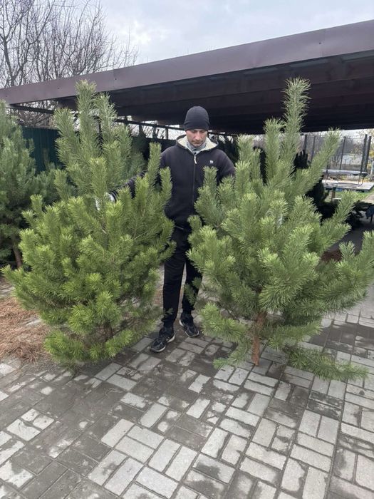 Новогодняя сосно ёлка новорічна ялинка