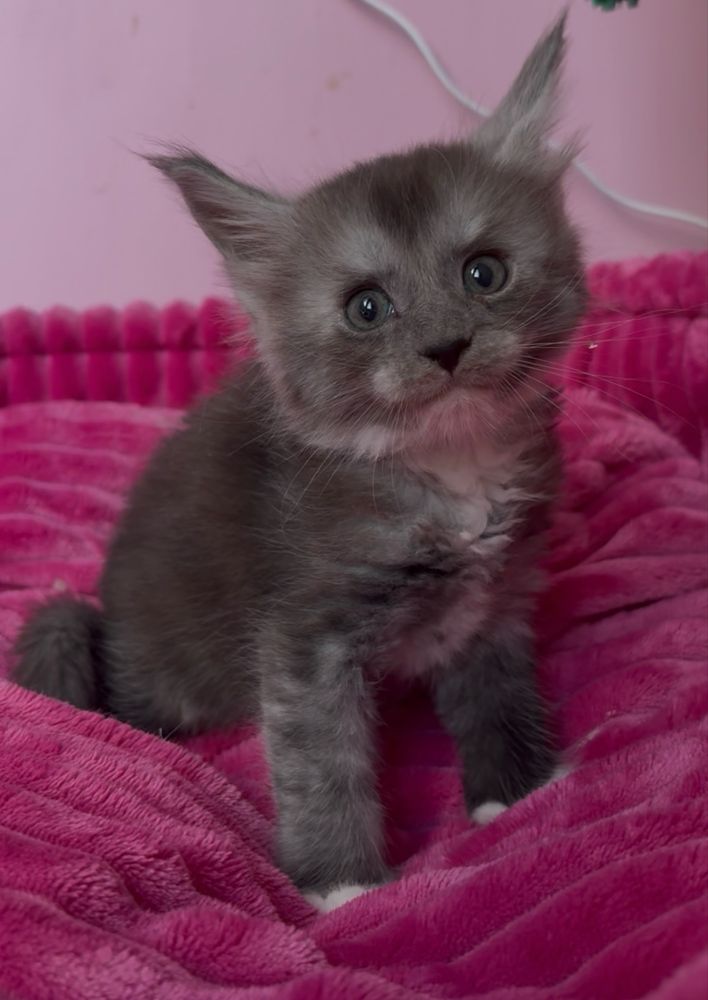 Kotka Maine Coon PZF