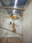 Diamantes de gould