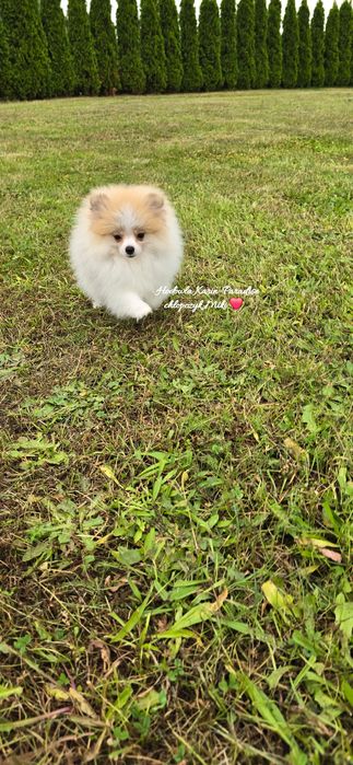 Szpic miniaturowy pomeranian piesek