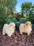 Pomeranian szpic miniaturowy